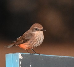 Pyrocephalus rubinus obscurus