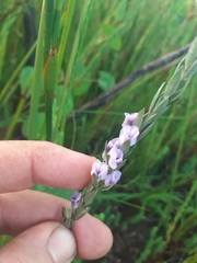 Amphithalea axillaris