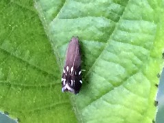Anacampsis levipedella
