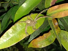 Heteropoda venatoria