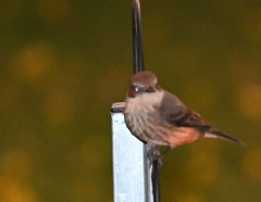 Pyrocephalus rubinus obscurus