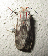 Teracotona submacula
