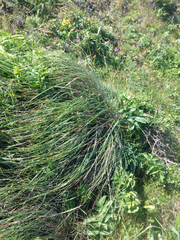 Festuca californica