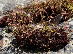 Erythranthe laciniata