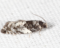 Gypsonoma adjuncta