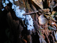 Ceratiomyxa fruticulosa fruticulosa