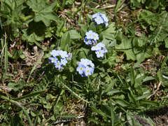 Myosotis alpestris