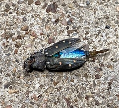 Chrysobothris octocola