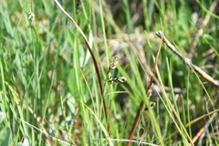 Carex rariflora