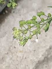 Lepidium ruderale