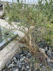 Lepidium ruderale