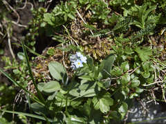 Myosotis alpestris