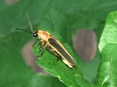 Photinus pyralis