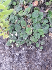 Lobelia ardisiandroides