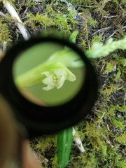 Platanthera ephemerantha