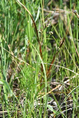 Carex rariflora