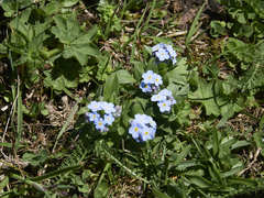 Myosotis alpestris
