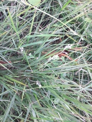 Lobelia ardisiandroides