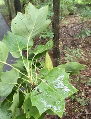 Liriodendron tulipifera