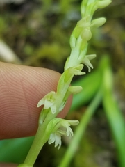 Platanthera ephemerantha