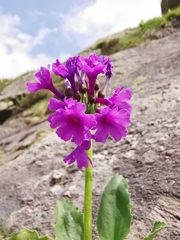 Primula latifolia