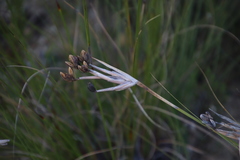 Bobartia gladiata