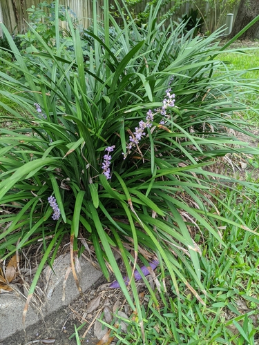 Lilyturf
