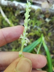 Platanthera ephemerantha