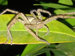 Heteropoda venatoria