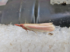 Peoria approximella