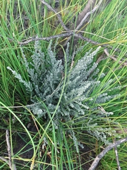 Amphithalea phylicoides