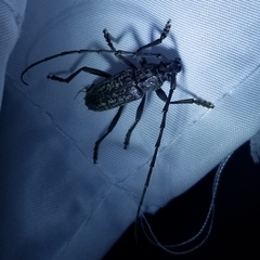 Parelaphidion aspersum