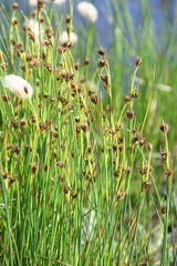 Juncus castaneus leucochlamys