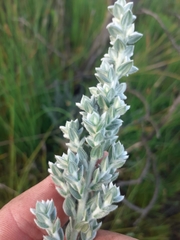 Amphithalea phylicoides