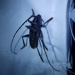 Parelaphidion aspersum