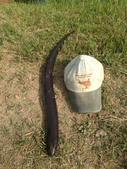 Amphiuma tridactylum