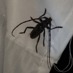 Parelaphidion aspersum