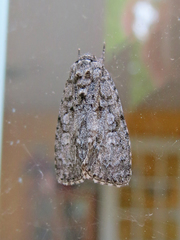 Acronicta retardata