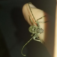 Parelaphidion aspersum