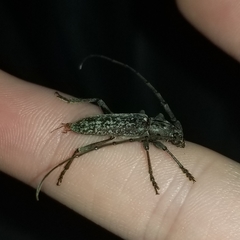 Parelaphidion aspersum