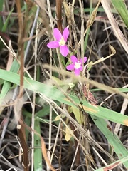 Zeltnera beyrichii