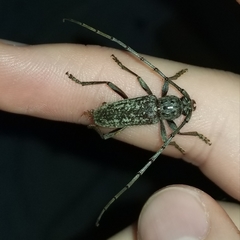 Parelaphidion aspersum