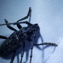 Parelaphidion aspersum