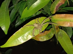 Heteropoda venatoria