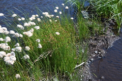 Juncus castaneus leucochlamys