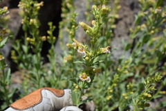Penstemon deustus