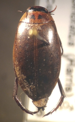 Rhantus binotatus