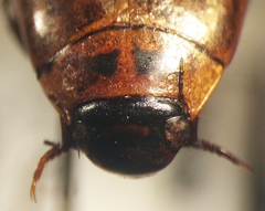 Rhantus binotatus