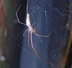 Tetragnatha