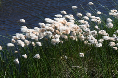 Eriophorum chamissonis